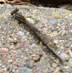 Argia fumipennis