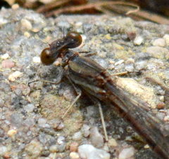 Argia fumipennis