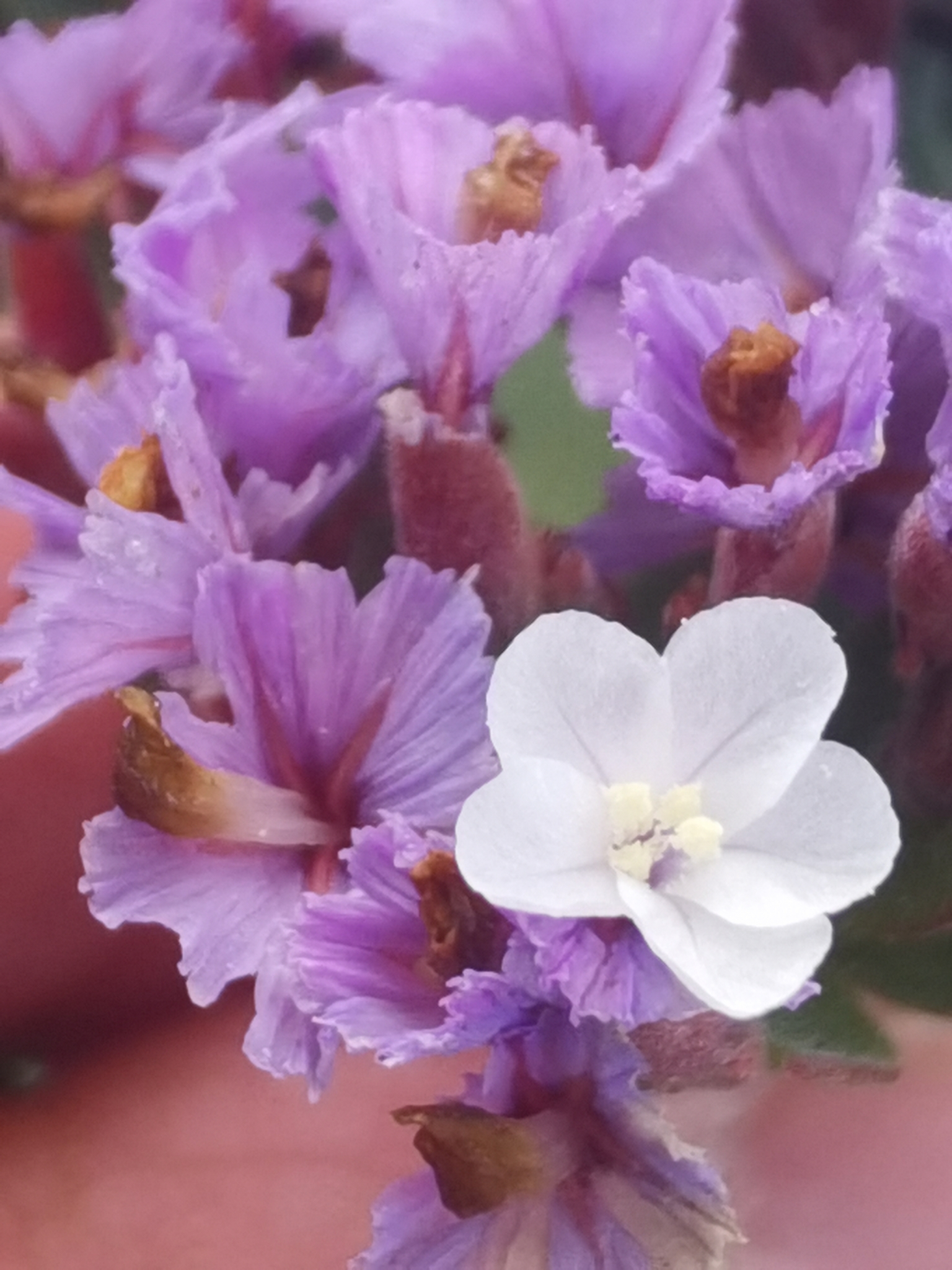 Limonium imbricatum