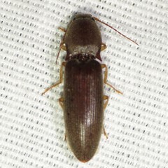 Conoderus parallelus