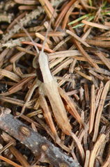 Chloealtis conspersa