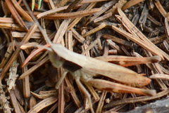 Chloealtis conspersa