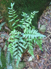 Asplenium lyallii