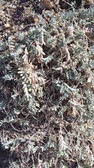 Astragalus rupifragus
