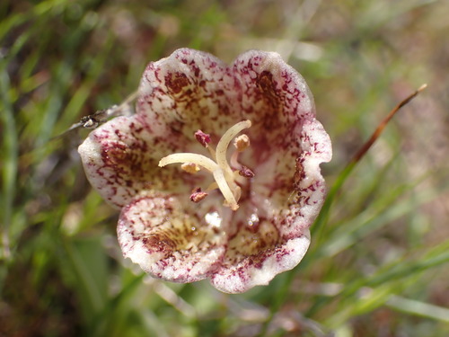 Image of Fritillaria purdyi by (c) Cricket Raspet, some rights reserved (CC BY)