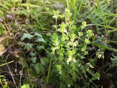 Euphrasia hirtella