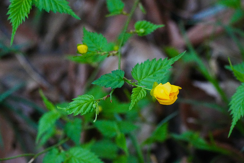 Image of Kerria japonica by (c) WATANABE Hitoshi 渡辺仁, some rights reserved (CC BY)