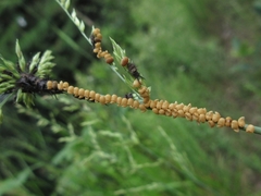 Libelloides sibiricus sibiricus