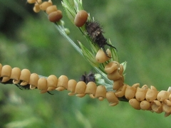 Libelloides sibiricus sibiricus