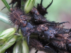 Libelloides sibiricus sibiricus