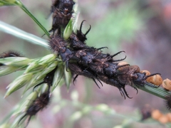 Libelloides sibiricus sibiricus