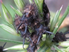 Libelloides sibiricus sibiricus