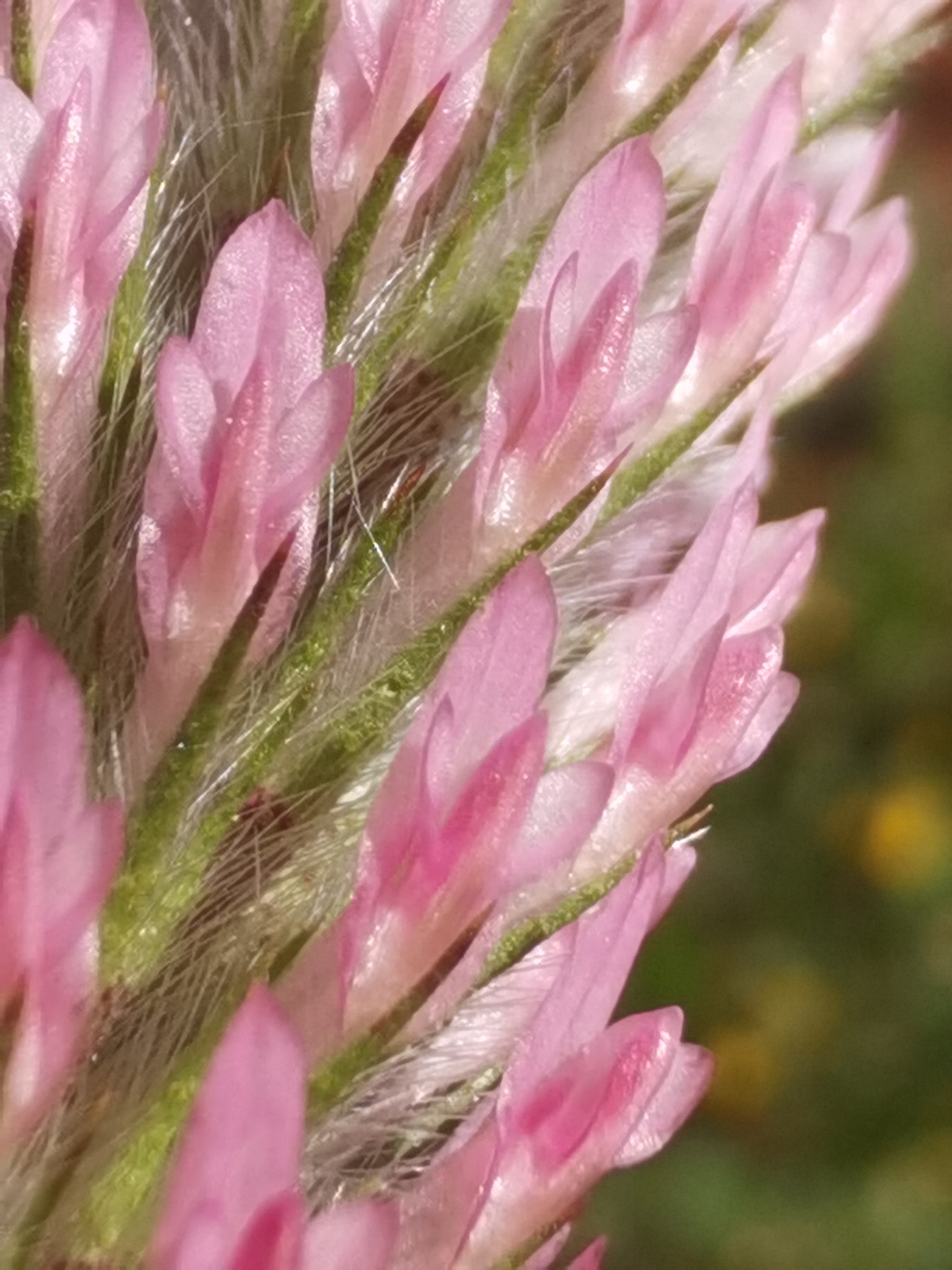 Trifolium angustifolium