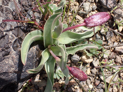Image of Fritillaria purdyi by (c) Cricket Raspet, some rights reserved (CC BY)