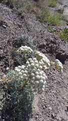 Seseli gummiferum