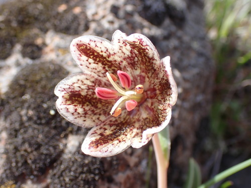 Image of Fritillaria purdyi by (c) Cricket Raspet, some rights reserved (CC BY)