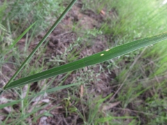 Arundinella hirta ciliata