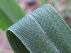 Arundinella hirta ciliata