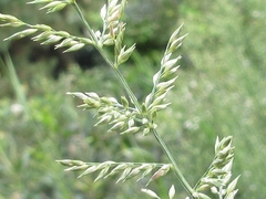 Arundinella hirta ciliata