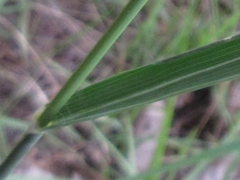 Arundinella hirta ciliata