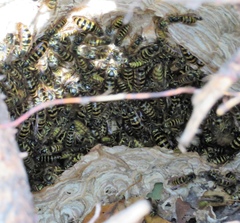 Dolichovespula sylvestris