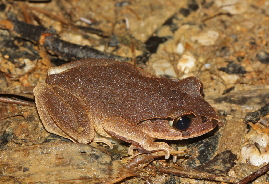 Sung Asian Toad