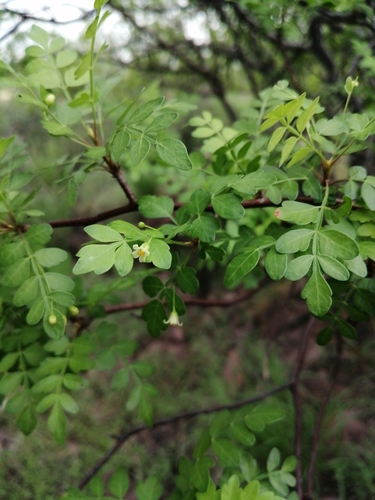 Bursera laxiflora