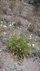 Cephalaria coriacea