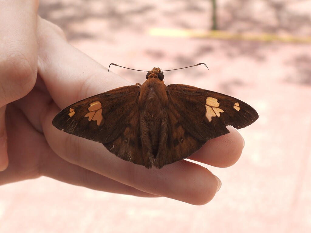Dyscophellus phraxanor