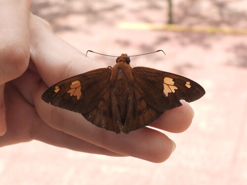 Dyscophellus phraxanor