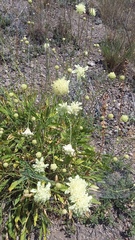 Cephalaria coriacea