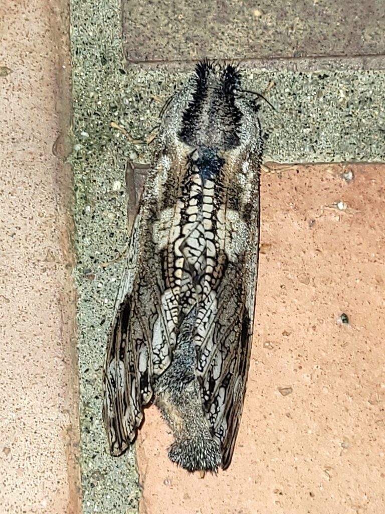 Allocryptobia musae