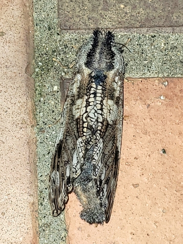 Cryptobia