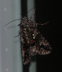 Syngrapha octoscripta