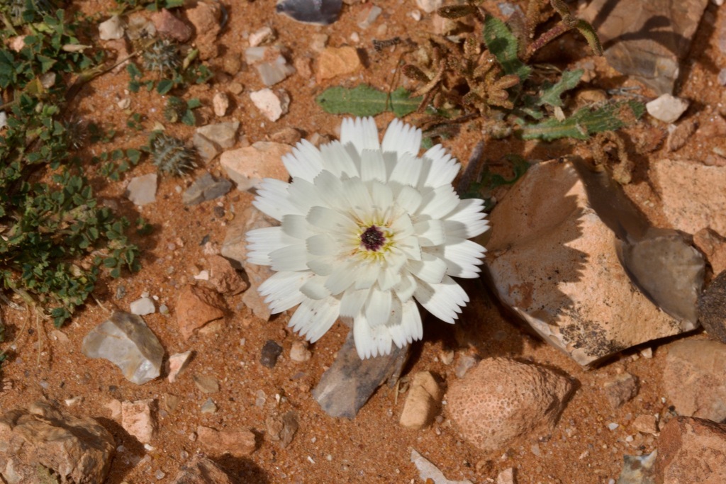 Picris albida