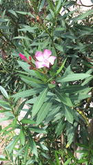 Nerium oleander