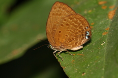 Arhopala major major