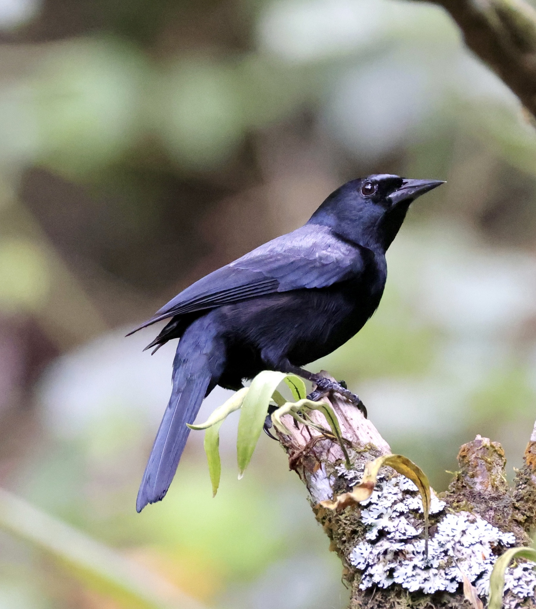 Jamaican Blackbirds (Genus Nesopsar) · iNaturalist