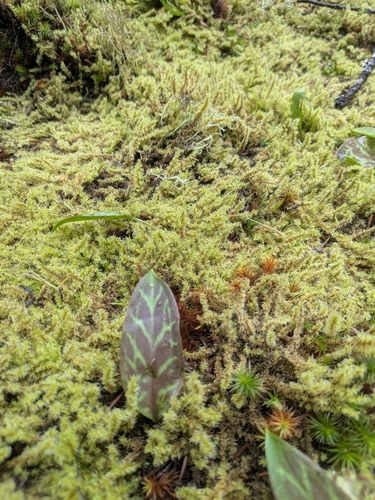 Constance Pass Trail