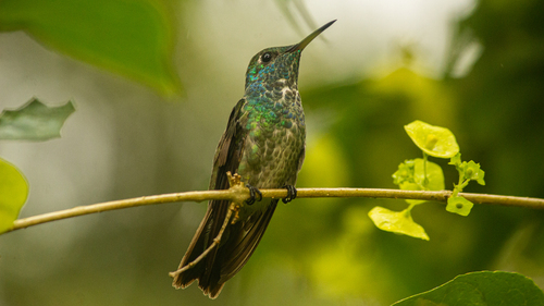 Versicolored Emerald