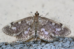 Herpetogramma thestealis