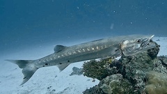 Barracuda