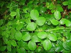 Rubus pedemontanus