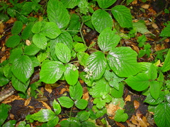 Rubus pedemontanus