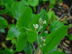 Rubus pedemontanus