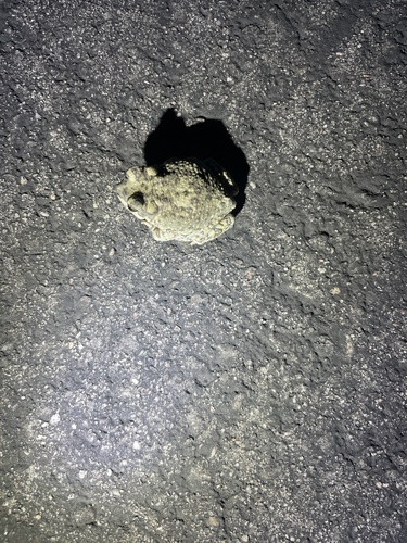iNaturalist observation photo of Red-spotted Toad