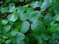 Rubus pedemontanus