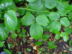 Rubus pedemontanus