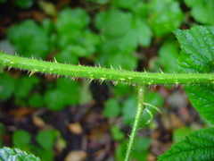 Rubus pedemontanus