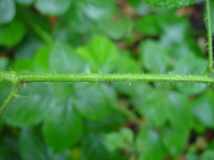 Rubus pedemontanus